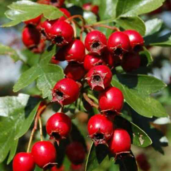 Саженцы боярышника Красный (привитый) - 1-летний Черновцы