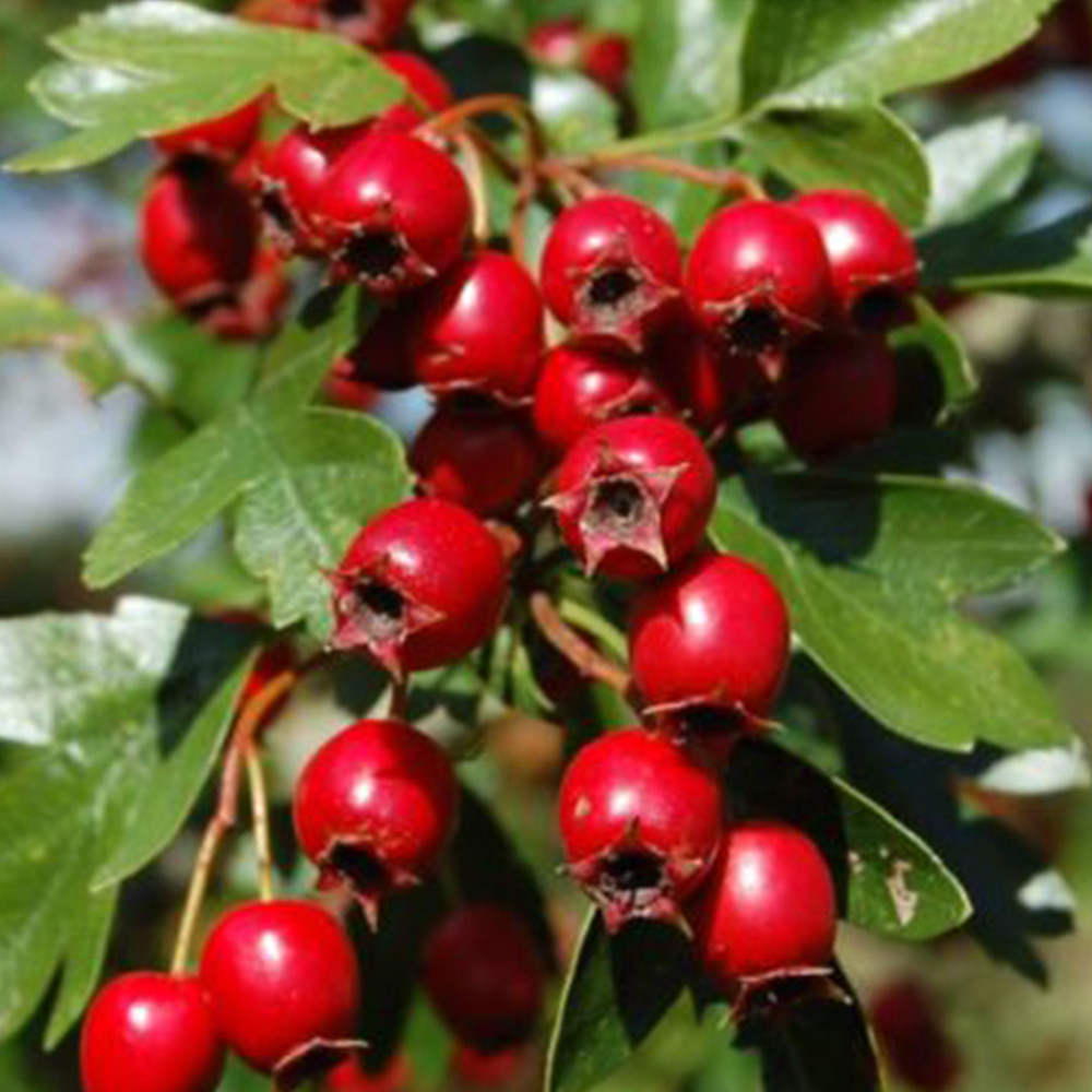 Саженцы боярышника Красный (привитый) - 1-летний Черновцы - изображение 3