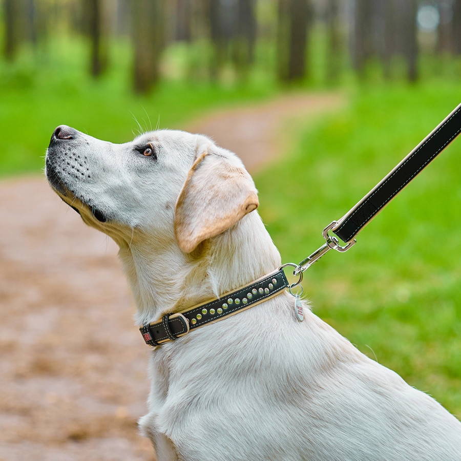 Нашийник для собак шкіряний WAUDOG Soft з QR паспортом, металічні прикраси, Ш 25 мм, Дов 38-49 Коломыя - изображение 3