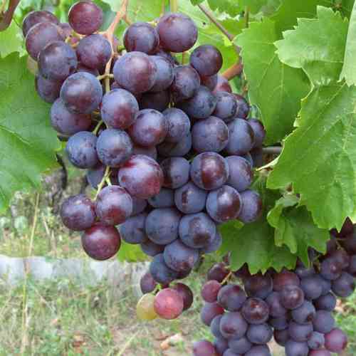 Саженцы винограда Жемчужина Молдовы (черенкованный) - 2-летний Черновцы