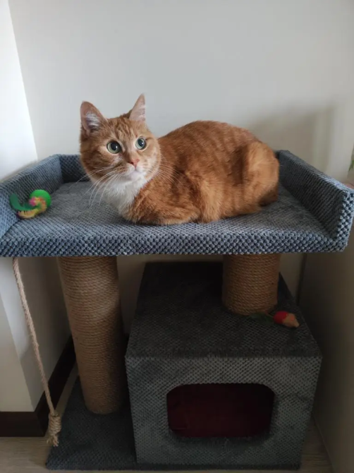 Когтеточка домик с лежанкой 65х55х35 см джутовая дряпка для кота мебельный велюр Киев - изображение 4