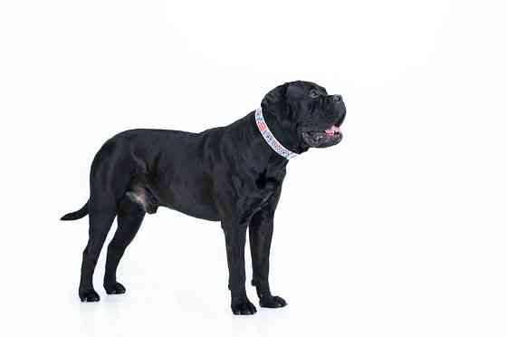 Нашийник для собак шкіряний WAUDOG Design з QR паспортом, малюнок "Квіти", Ш 25 мм, Дов 38-49 с Коломия