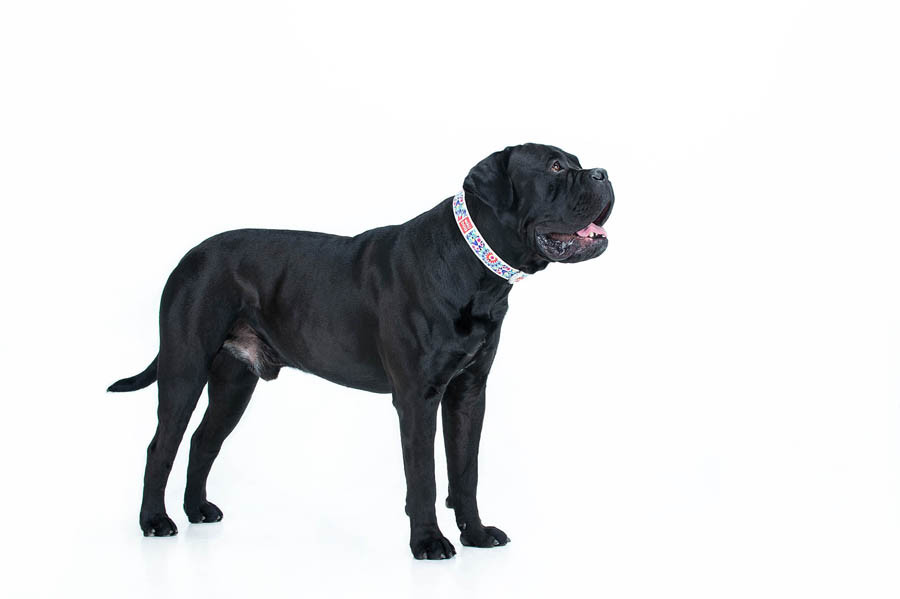 Нашийник для собак шкіряний WAUDOG Design з QR паспортом, малюнок "Квіти", Ш 25 мм, Дов 38-49 с Коломия - фото 2