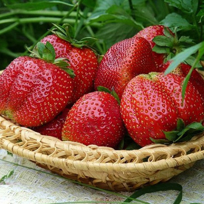 Саженцы клубники Мармелада (10 штук) Черновцы - изображение 1