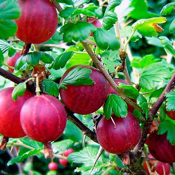 Саджанці агрусу Легендарний (черенкований) - 2-річний Чернівці