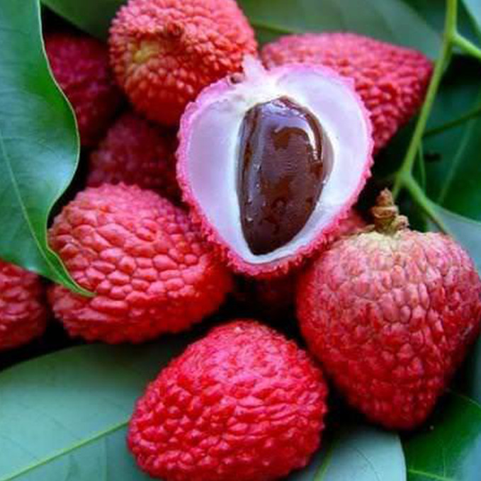 Саджанці сливи Китайська (привитий) - 2-річний Чернівці - фото 1