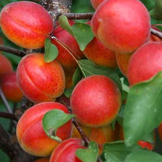 Саджанці абрикоса Цунамі (привитий) - 1-річний Чернівці