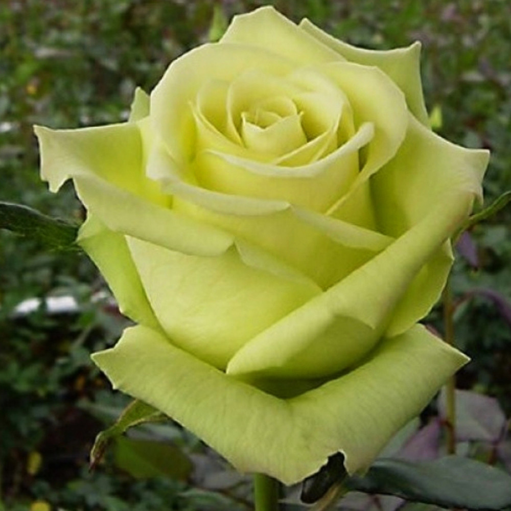 Саженцы чайно-гибридных роз Грин Ти (привитый) Черновцы - изображение 3