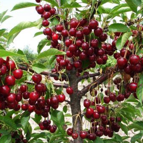 Саджанці вишні Молодіжна (привитий) - 1-річний Чернівці - фото 1