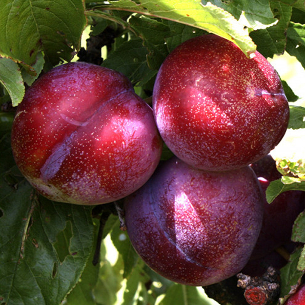 Саджанці диплоїдної сливи Рубі Кранч (привитий) - 1-річний Чернівці - фото 2