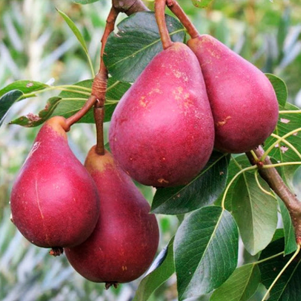 Саженцы груши Старкримсон (привитый) - 2-летний Черновцы - изображение 1