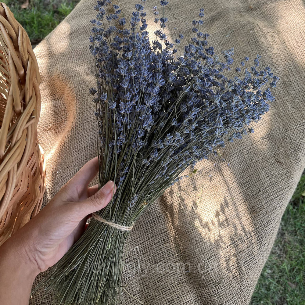 Лаванда сухоцвіт на стеблі 1 кг натуральні квіти лаванди для флористики та декору Ірпінь - фото 7