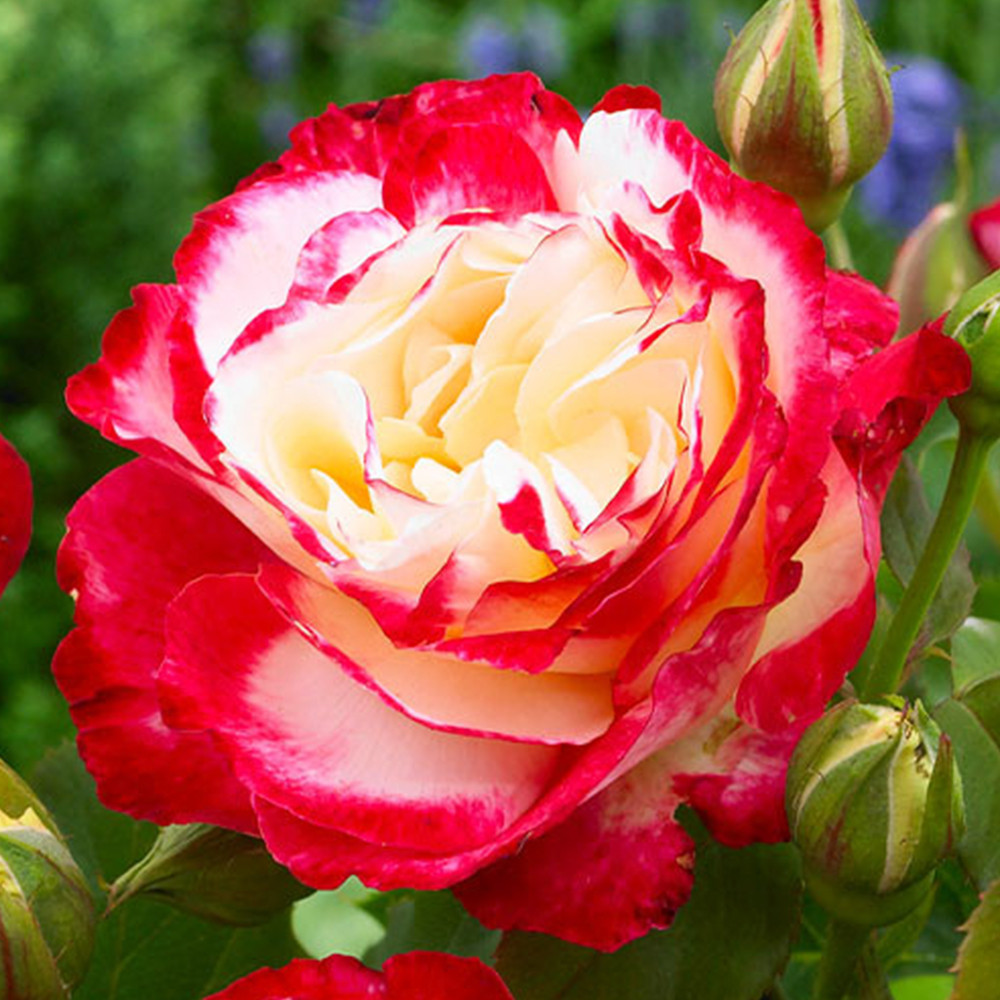 Саженцы чайно-гибридных роз Дабл Делайт (привитый) Черновцы - изображение 3