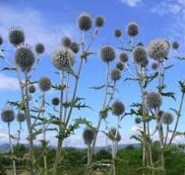 Мордовник шароголовый (Головатень круглоголовый, Крутай),100г master sem Киев - изображение 2