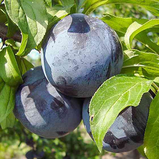 Саджанці диплоїдної сливи Блек Амбер (привитий) - 2-річний Чернівці