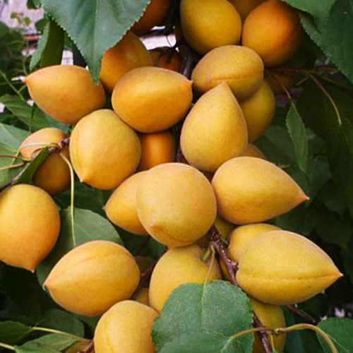 Саженцы абрикоса Лимонный (привитый) - 2-летний Черновцы - изображение 1