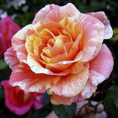 Саджанці троянд Мішель Ларок (привитий) - 2-річний Чернівці