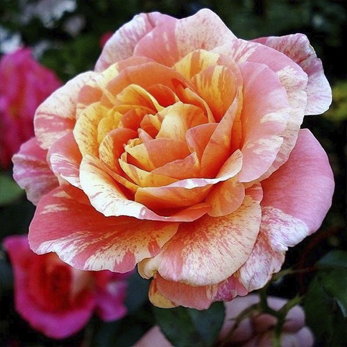 Саженцы роз Мишель Ларок (привитый) - 2-летний Черновцы - изображение 1