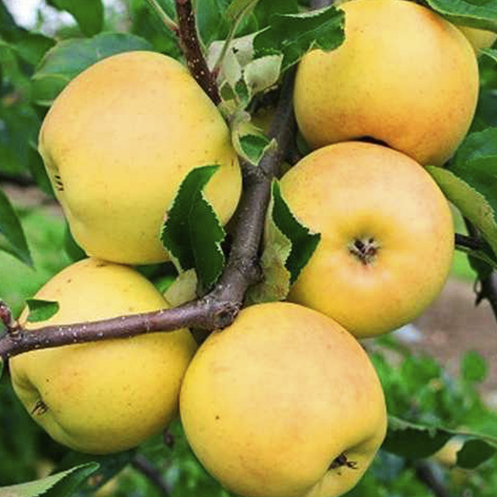 Саджанці яблуні Сіріус (привитий) - 1-річний Чернівці - фото 1