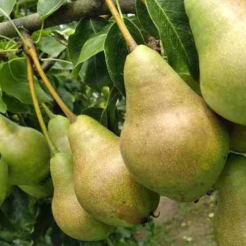Саженцы груши Августовская Роса (привитый) - 2-летний Черновцы