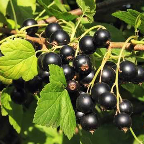 Саджанці смородини Софіївська (черенкований) - 1-річний Чернівці - фото 1