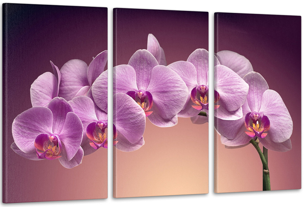 Модульна картина Коліри Орхідея Арт-111_3А 70x130 см Київ - фото 1