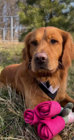 Іграшка для собак квітка тюльпана Happy Peppy (Хеппі Пеппі) з отворами для корму Жовтогарячий Запоріжжя