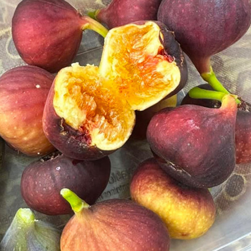 Саженцы инжира Одесский Абориген - 1-летний Черновцы - изображение 1