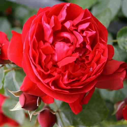 Саженцы роз Флорентина (привитый) - 2-летний Черновцы