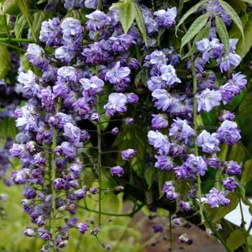 Саджанці гліцинії Віолацеа Плена (черенкований) - 1-річний Чернівці - фото 1