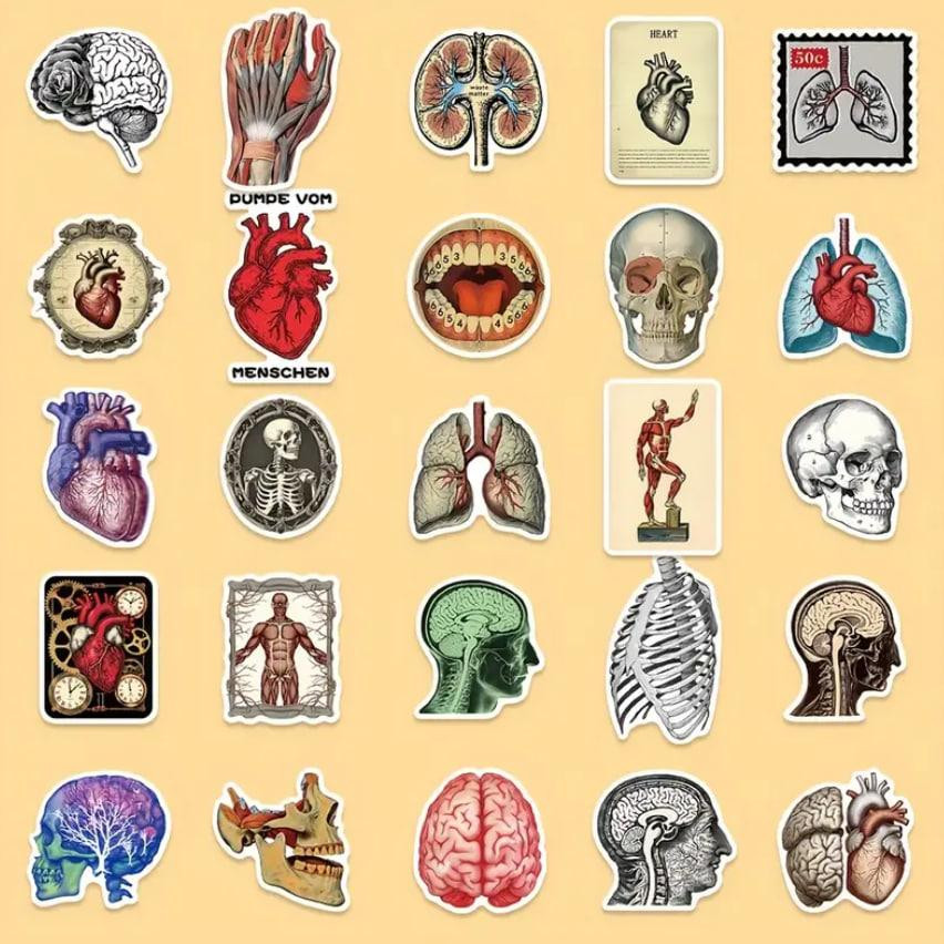 Анатомические наклейки 