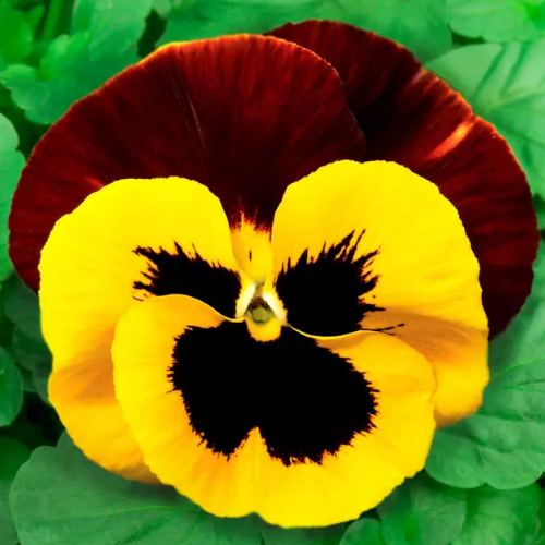 Віола віттрока Фенікс червоно-жовта 20шт Професійне насіння Житомир - фото 3