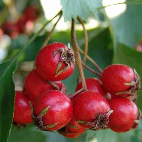 Саджанці глоду Арнольда (привитий) - 1-річний Чернівці