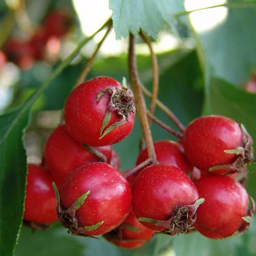 Саджанці глоду Арнольда (привитий) - 1-річний Чернівці - фото 1