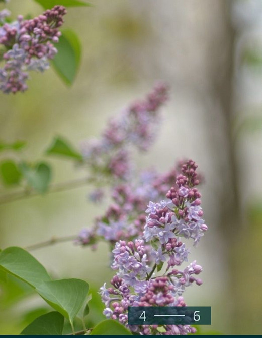 Об'єктив: Nikon 85 mm. f/1.8D AF Nikkor. Київ - фото 4