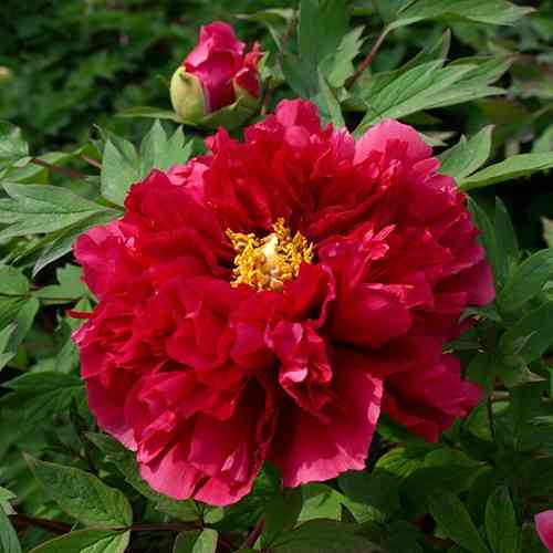 Саджанці піона деревоподібного Сікрет Пешн (сіянець) - 1-річний Чернівці