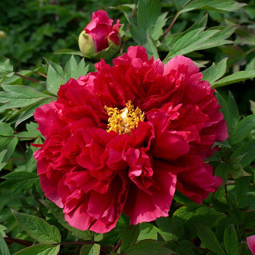 Саджанці піона деревоподібного Сікрет Пешн (сіянець) - 1-річний Чернівці - фото 1