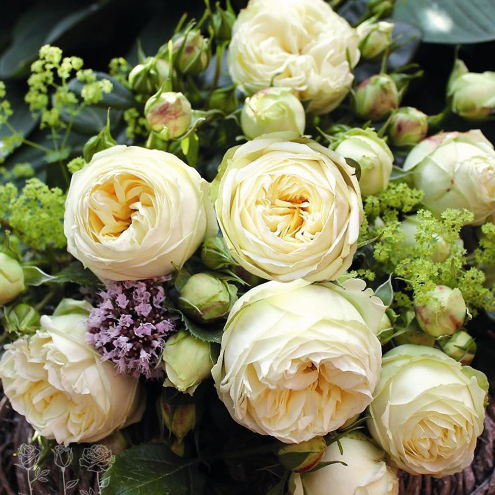 Саджанці англійських піоноподібних троянд Веддінг Піано (привитий) Чернівці - фото 1