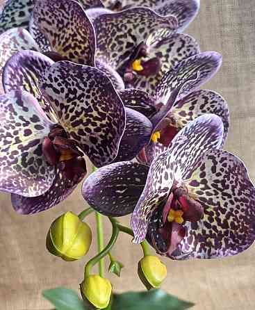 Штучна латексна орхідея VIP у жовтому керамічному кашпо на одну гілку фіолетово-жовта Дніпро