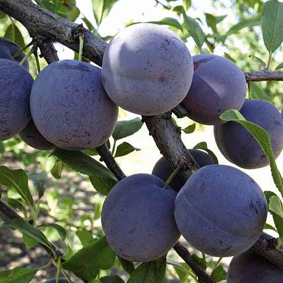 Саженцы сливы Чачакская Ранняя (привитый) - 1-летний Черновцы