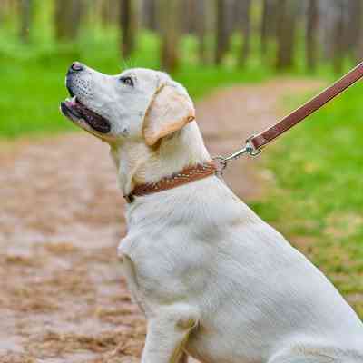 Ошейник для животных WAUDOG Soft с QR паспортом металлические украшения M коричневый (7207) Винница