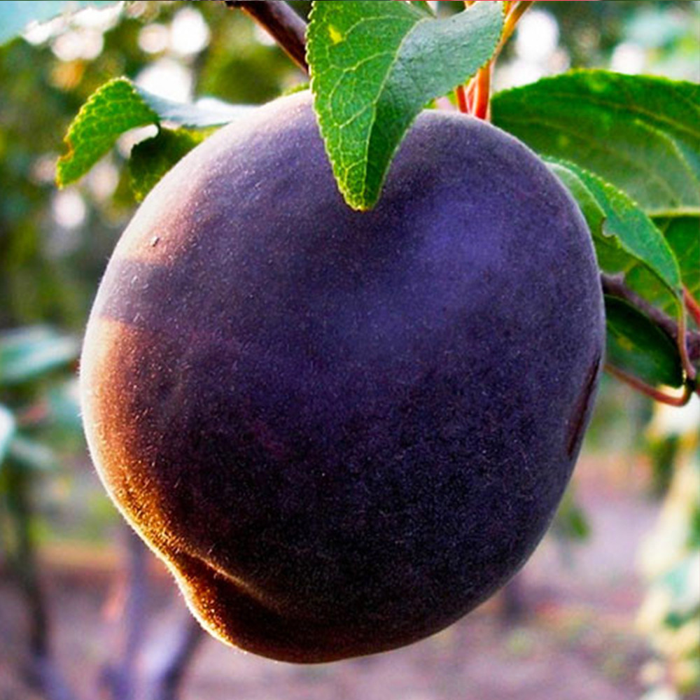 Саджанці абрикоса Чорний Оксамит (привитий) - 1-річний Чернівці - фото 2