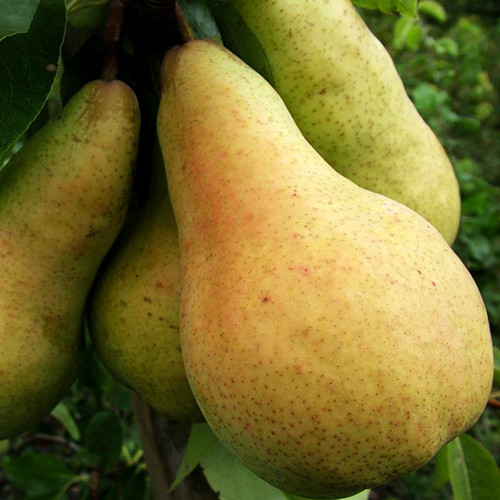 Саженцы груши Осень Буковины (привитый) - 2-летний Черновцы - изображение 1