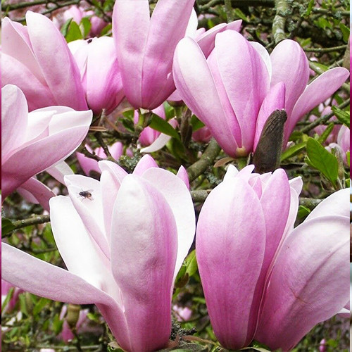 Саженцы магнолии Пинки (черенкованный) - 2-летний Черновцы - изображение 1