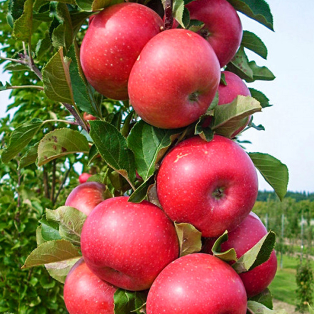 Саженцы колоновидной яблони Арбат (привитый) - 1-летний Черновцы - изображение 1