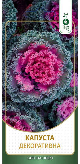 Насіння Капусти декоративної Київ - фото 1