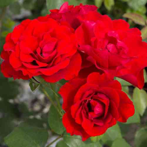 Саджанці троянд Ван Лав (привитий) - 2-річний Чернівці