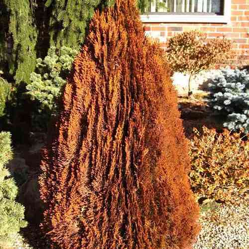 Саджанці туї Колоноподібна Чернівці