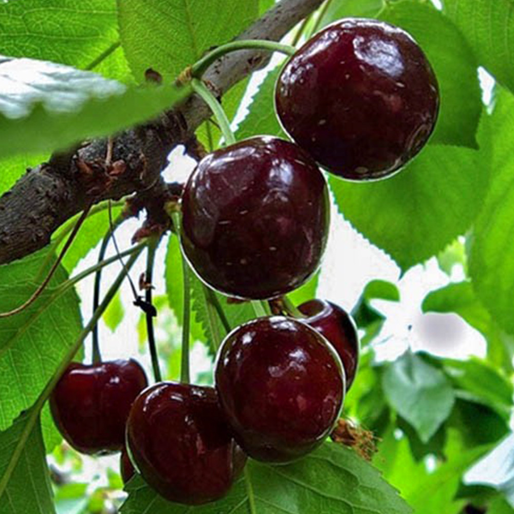 Саженцы вишни Шпанка (привитый) - 1-летний Черновцы - изображение 3