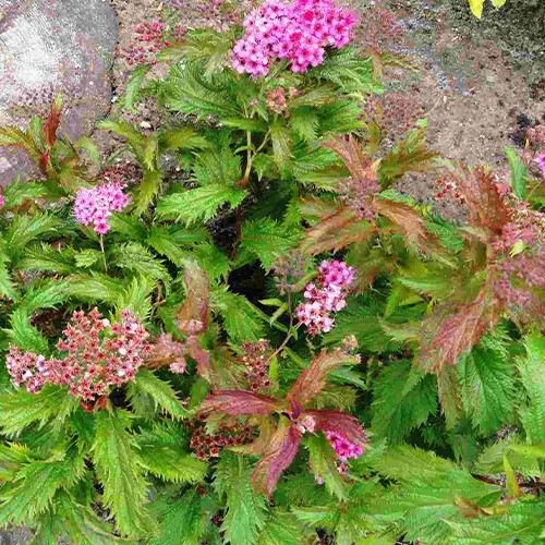 Саджанці спіреї Кріспа (черенкований) - 1-річний Чернівці - фото 1